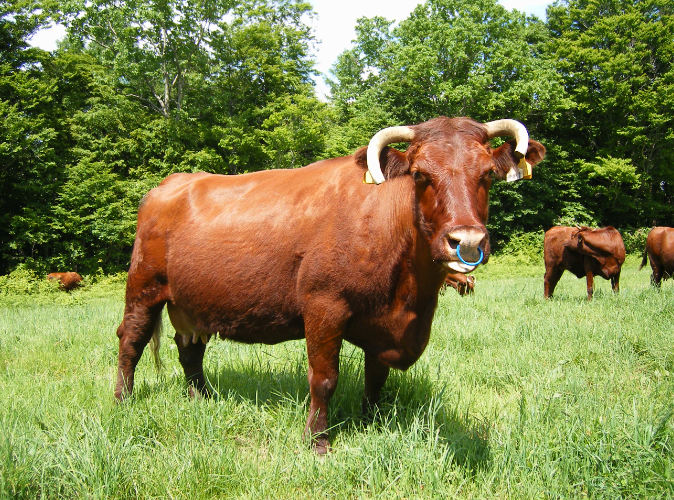 養殖肉牛有技巧！如何飼喂很重要！