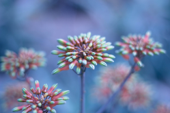 <strong>植物反季節開花是什麼意思？什麼原因引起的？</strong>