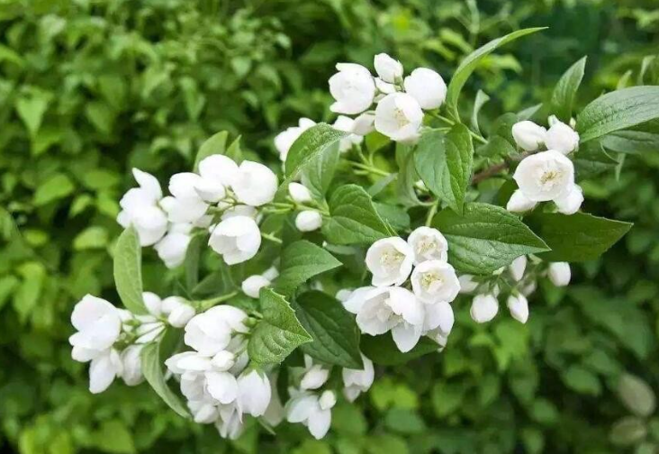 茉莉花白絹病的病症特點及危害？