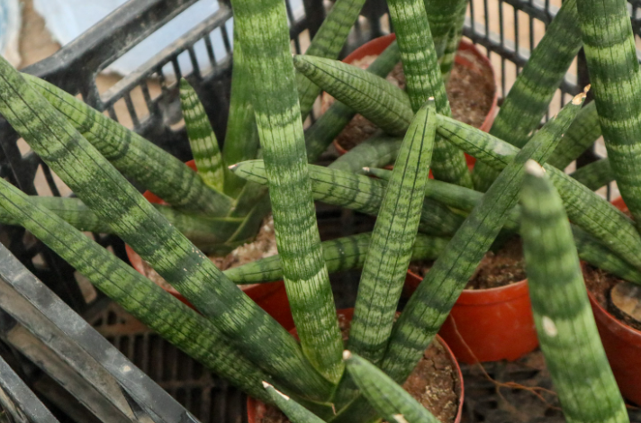 被人稱為“養不死的植物”-棒葉虎尾蘭