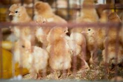 籠育雛雞的飼養管理：溫度、飲水與喂食的處理注意事項