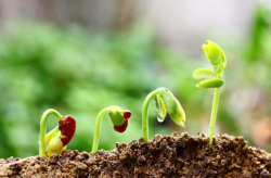 <strong>植物種子發芽需要什麼條件？</strong>