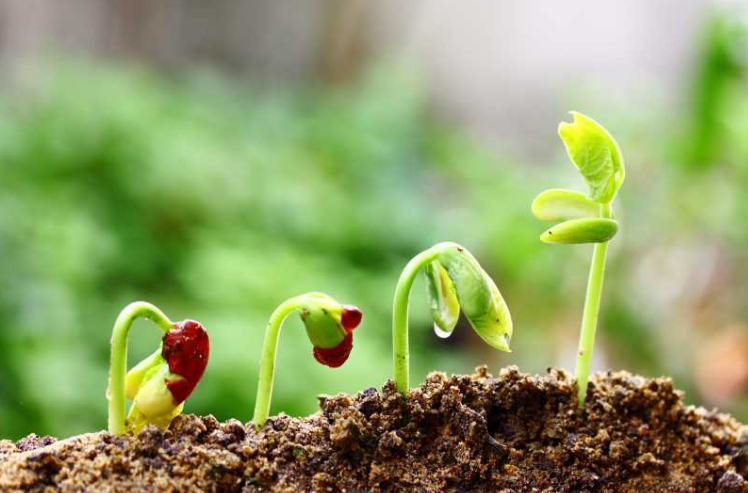 植物種子發芽需要什麼條件？