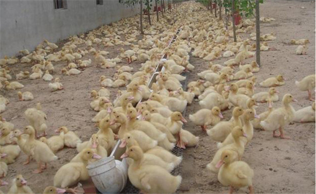 肉鴨育雛期如何進行飼養管理，其要點有哪幾條