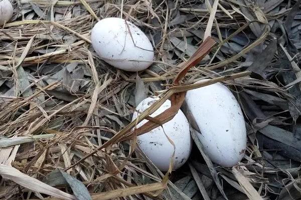 獅頭鵝一年能產多少蛋 獅頭鵝養多久可以下蛋