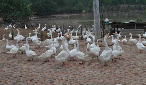 皖西白鵝養殖場地如何選擇 白鵝養殖場如何飼養與管理？