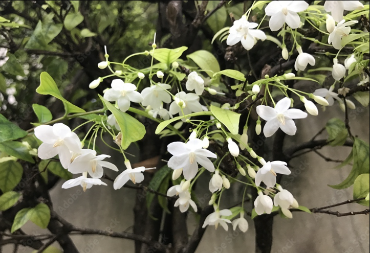 水梅花花苞打不開花骨朵掉落是什麼原因？- 水梅花培育技術