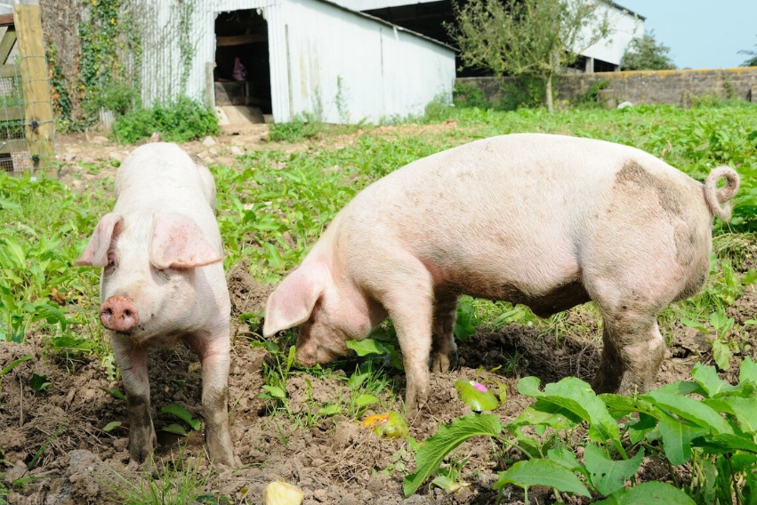 種公豬的這些飼養能提高產