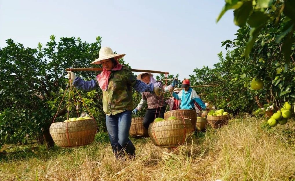 種植基地柚子豐收，農民喜笑顏開