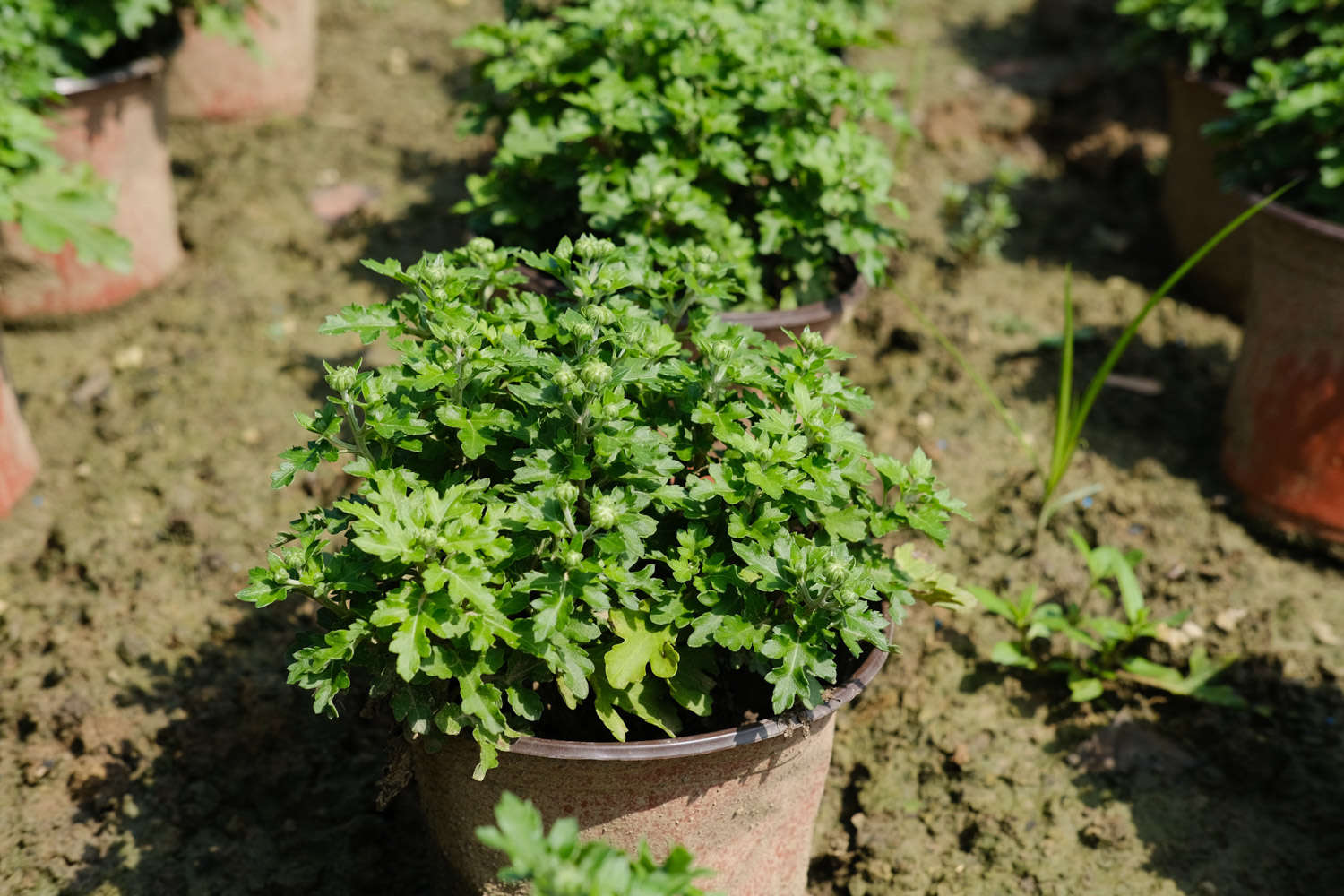 菊花應該怎麼種植？