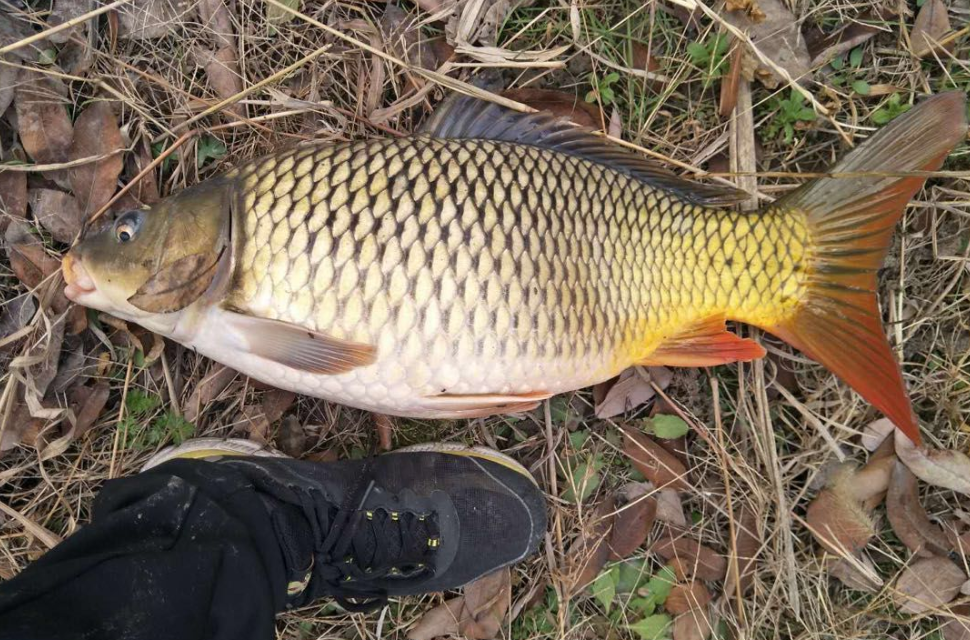 鯉魚指環蟲病要怎麼防治？