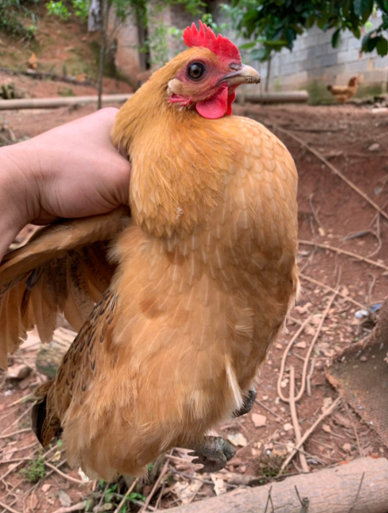 肉雞糞便發黃通常是什麼原因?