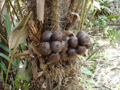 種植蛇皮果需要注意什麼？