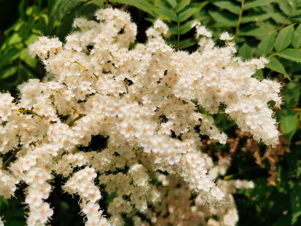 珍珠梅種植技巧