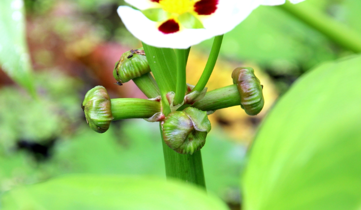 蒙特登慈菇盆栽簡介