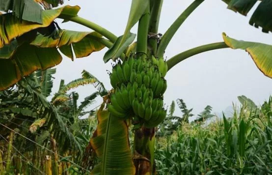 芭蕉的種植技術