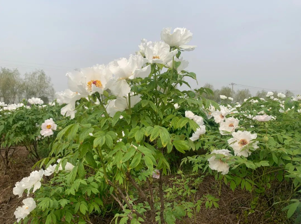 油牡丹怎樣種植