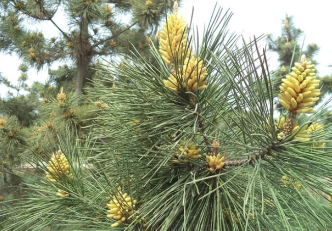 鬆樹會開花嗎?