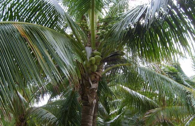 椰子的種植技術