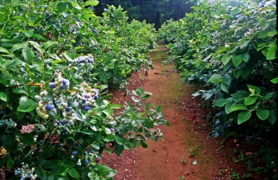 藍莓的種植技術