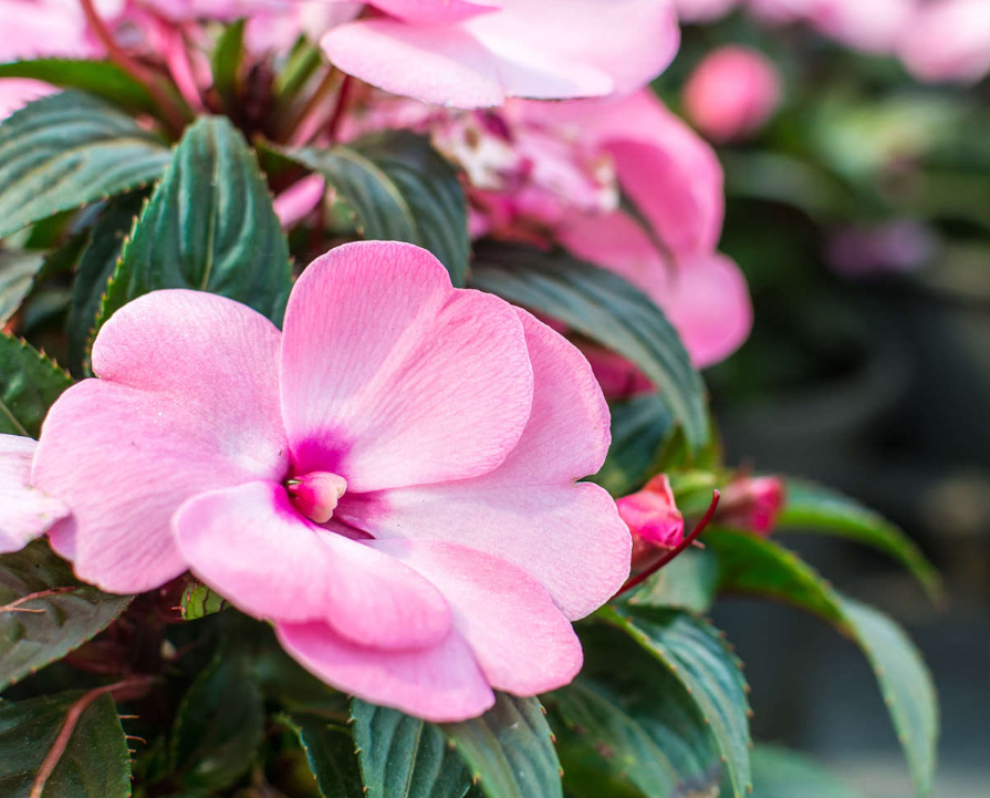 鳳仙花的花語和寓意