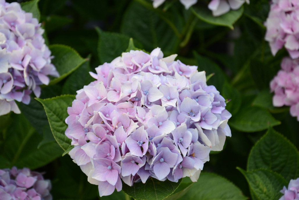 八仙花的種植技巧