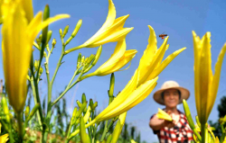 <strong>黃花藺栽培繁殖管理</strong>