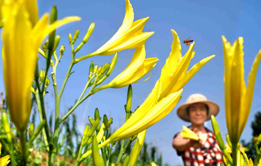 黃花藺栽培繁殖管理