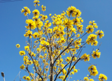 <strong>黃花風鈴木開花時間是什麼時候 </strong>