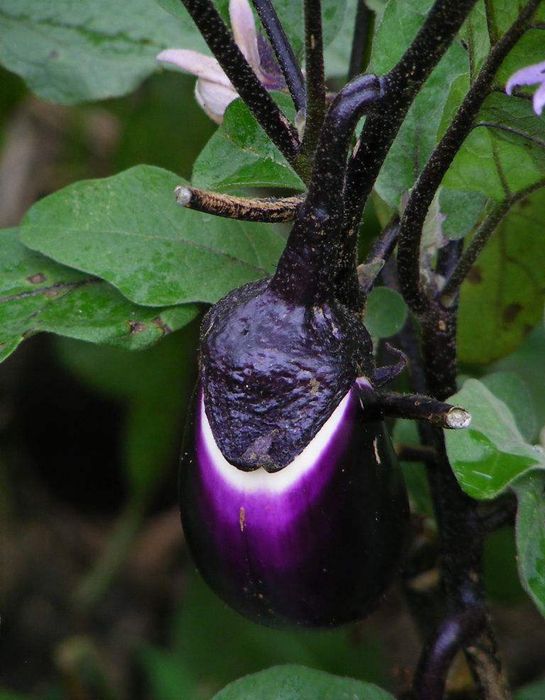 茄子的種植技術及防治