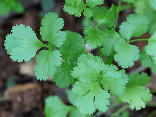 香菜的種植技術