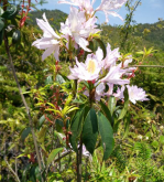 <strong>清明花栽培技術</strong>