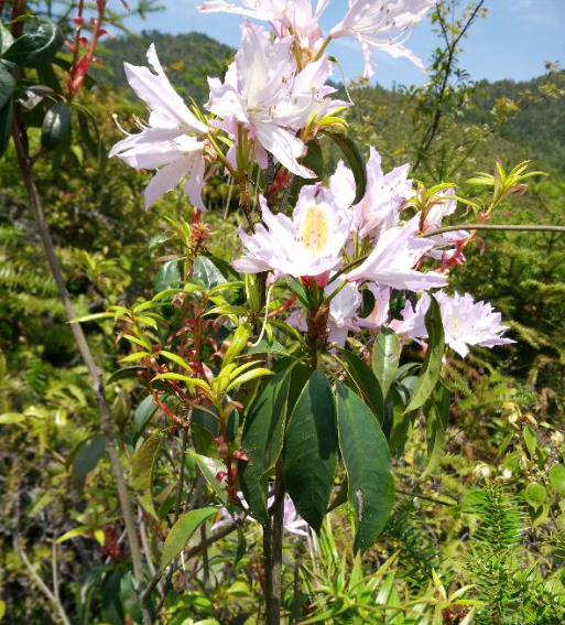 清明花栽培技術