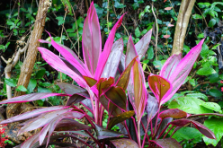 <strong>朱蕉種植物，怎麼養才能更旺？</strong>