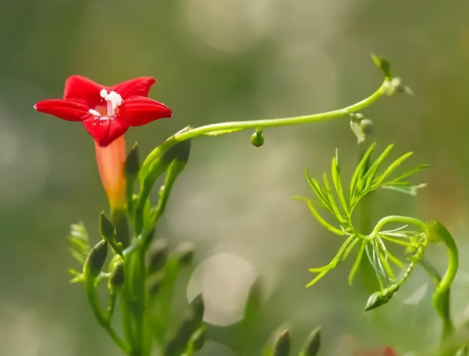 蔦蘿花種子怎麼種植