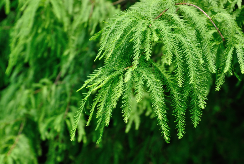 落羽杉種植技術要點及修剪