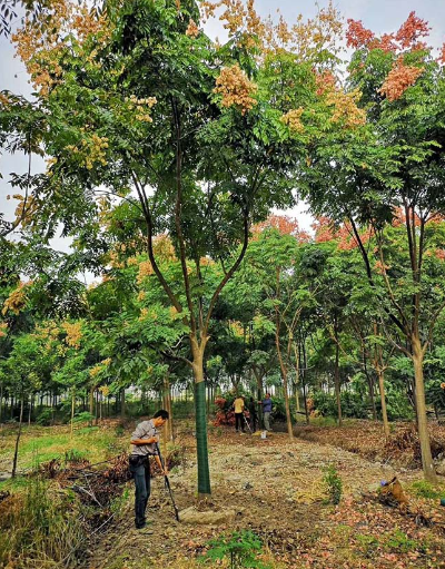 欒樹怎麼種植成活率高