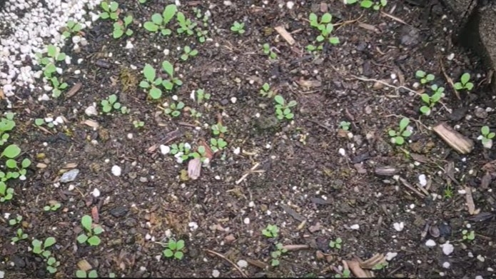 什麼季節適合栽培芝麻菜，芝麻菜種植和播種的方法有哪些