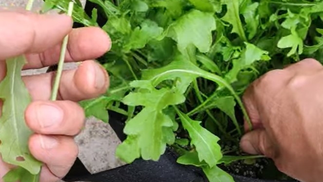 什麼季節適合栽培芝麻菜，芝麻菜種植和播種的方法有哪些