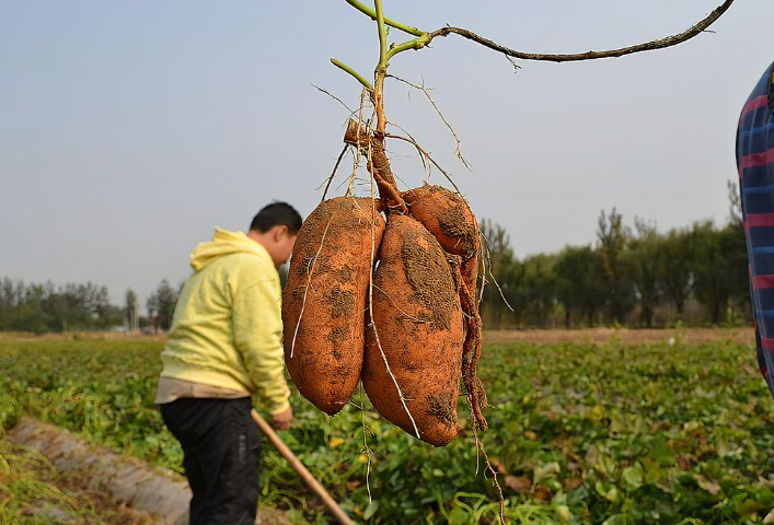 如何判斷紅薯是否能采摘？