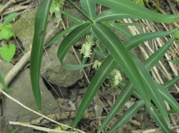 雞頭參生長在什麼地方？種植條件有哪些？