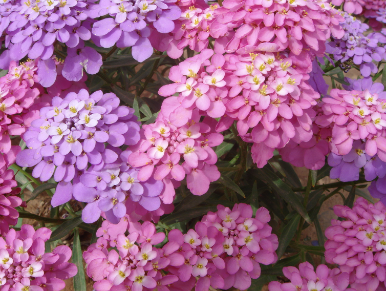 蜂室花怎麼種？