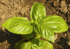 <strong>植物產生精油的原理，為什麼會產生精油呢？</strong>