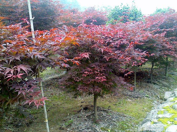 什麼季節適合栽培紅楓樹苗，紅楓樹苗種植和播種的方法有哪些