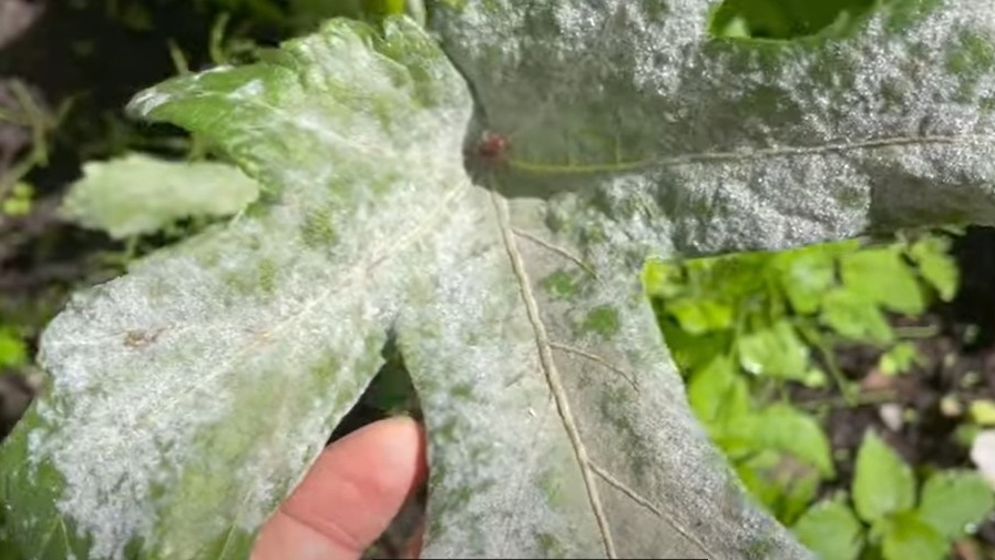 在菜園種植阿司匹林有哪些用途