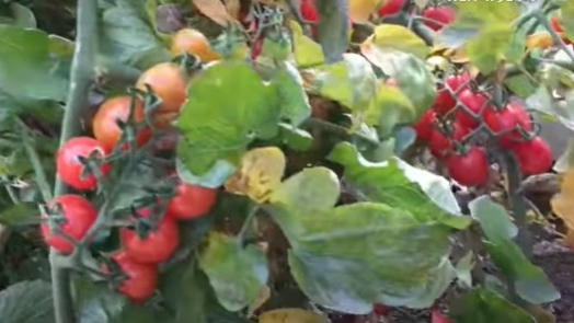 家用種植土和營養土哪種適合盆栽植物？