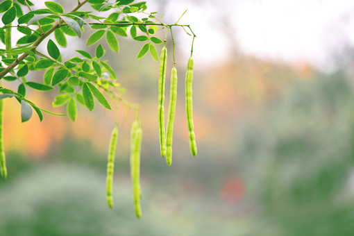 皂角樹種植和播種的方法有哪些，皂角樹賺錢嗎？