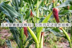 <strong>玉米是雌雄同株嗎？它先開花還是先結棒？</strong>