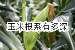 <strong>玉米根係有多深？係深有什麼好處？</strong>