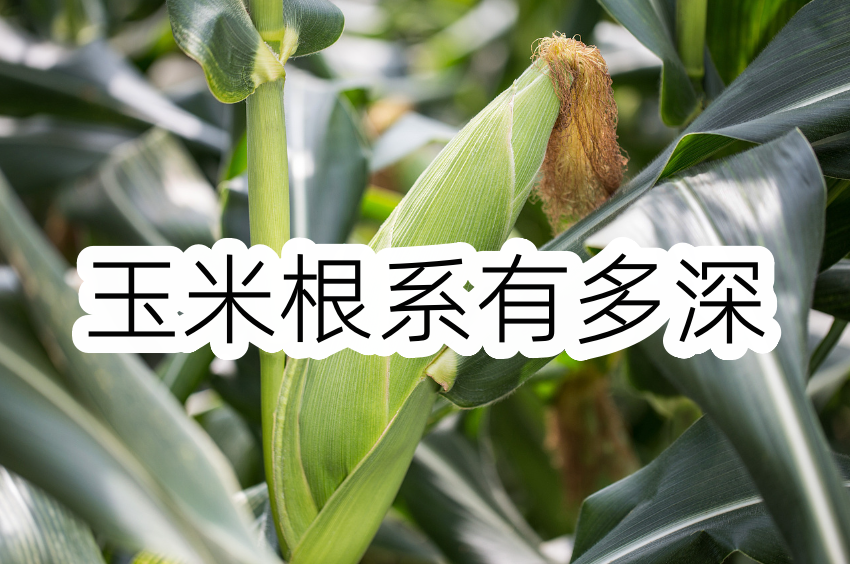 玉米根係有多深？係深有什麼好處？